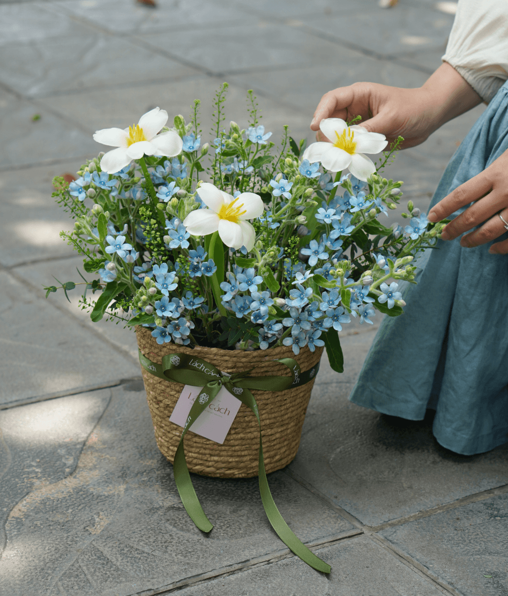 Giỏ cói sao xanh mix tulip trắng - 1